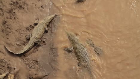 cocodrilos se revuelcan en el lodo en costa rica