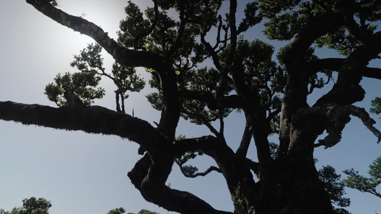 Sunlight pierces through twisted laurel branches in Fanal Forest casting shadows against the clear sky in Madeira Portugal