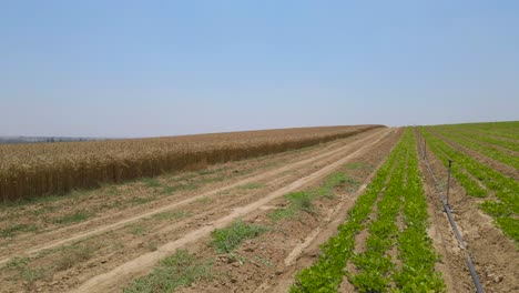 Aerial-Shot-Of-Green-Field-and-Wheat-at-Sdot-Negev-Israel