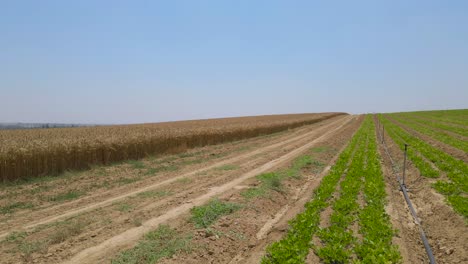 Toma-Aérea-De-Campo-Verde-Y-Trigo-En-Sdot-Negev-Israel