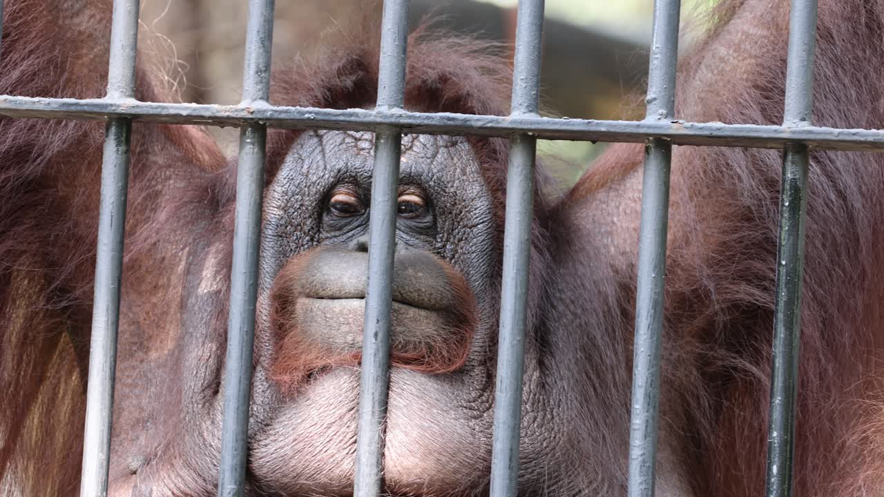 el orangután mira a través de la jaula, mostrando varias expresiones.