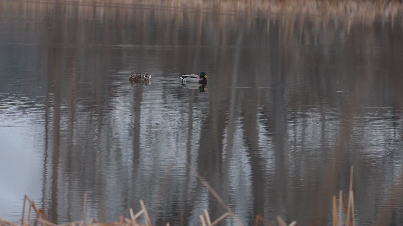 시골 연못에서 겨울 반짝이는 물에 떠 다니는 오리 한 쌍