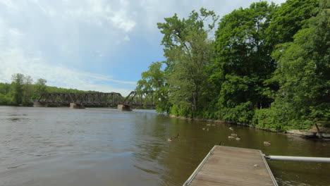 view of group of ducks in water, on river shore in natural park, with a bridge in background