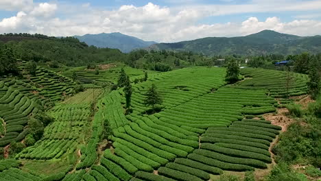 jaw dropping aerial over vast green tea pantation and countryside