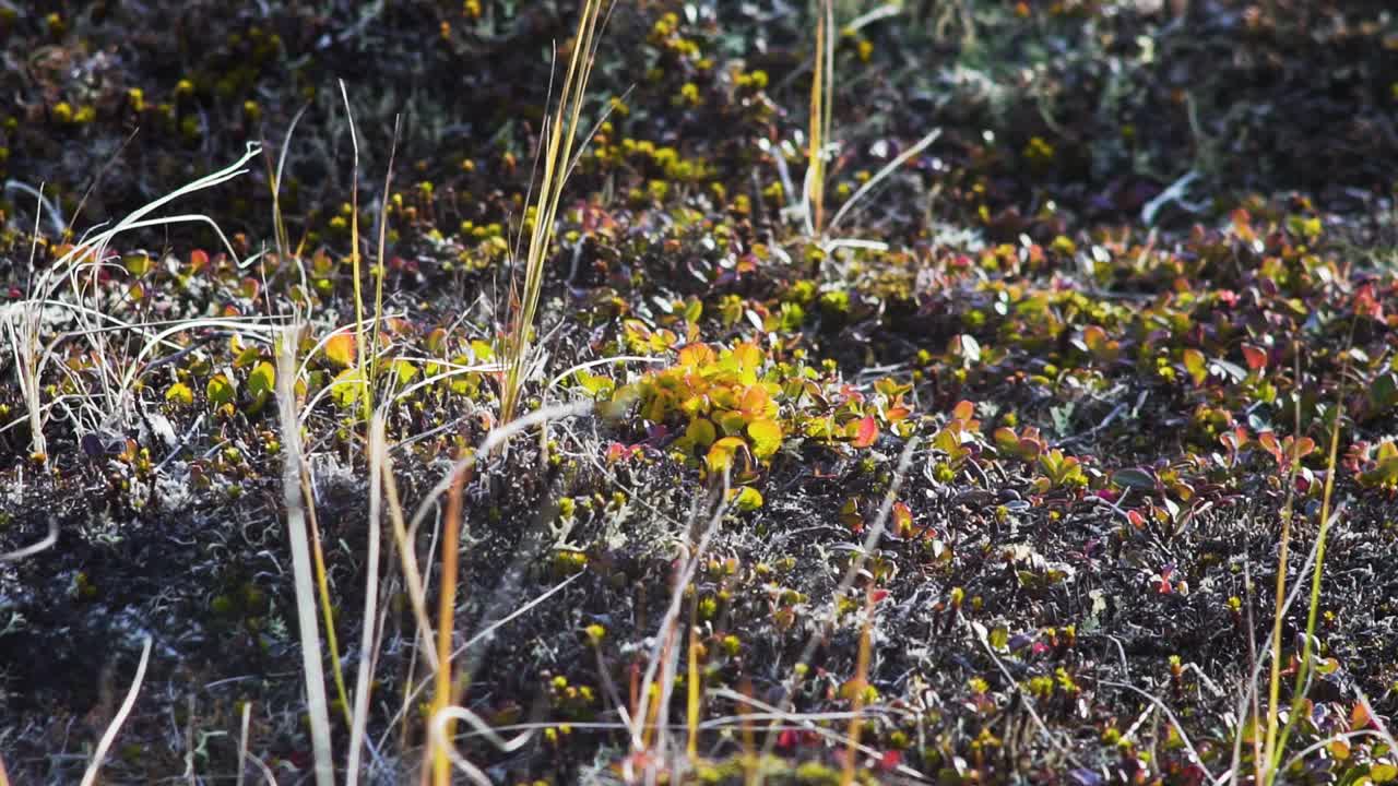 북극 드라 식물