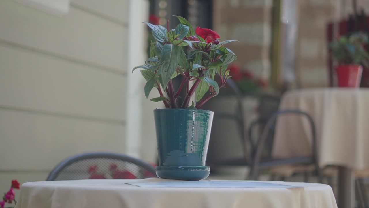 planta en olla en una mesa de patio