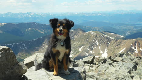 Cinematic-happy-Mini-Aussie-Dog-top-of-Grays-and-Torreys-14er-Rocky-Mountains-peaks-Colorado-view-of-Breck-sunny-summer-blue-sky-stunning-snow-at-top-beautiful-morning-clouds-rolling-wide-slow-motion