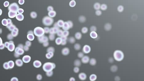 células en movimiento bajo el microscopio