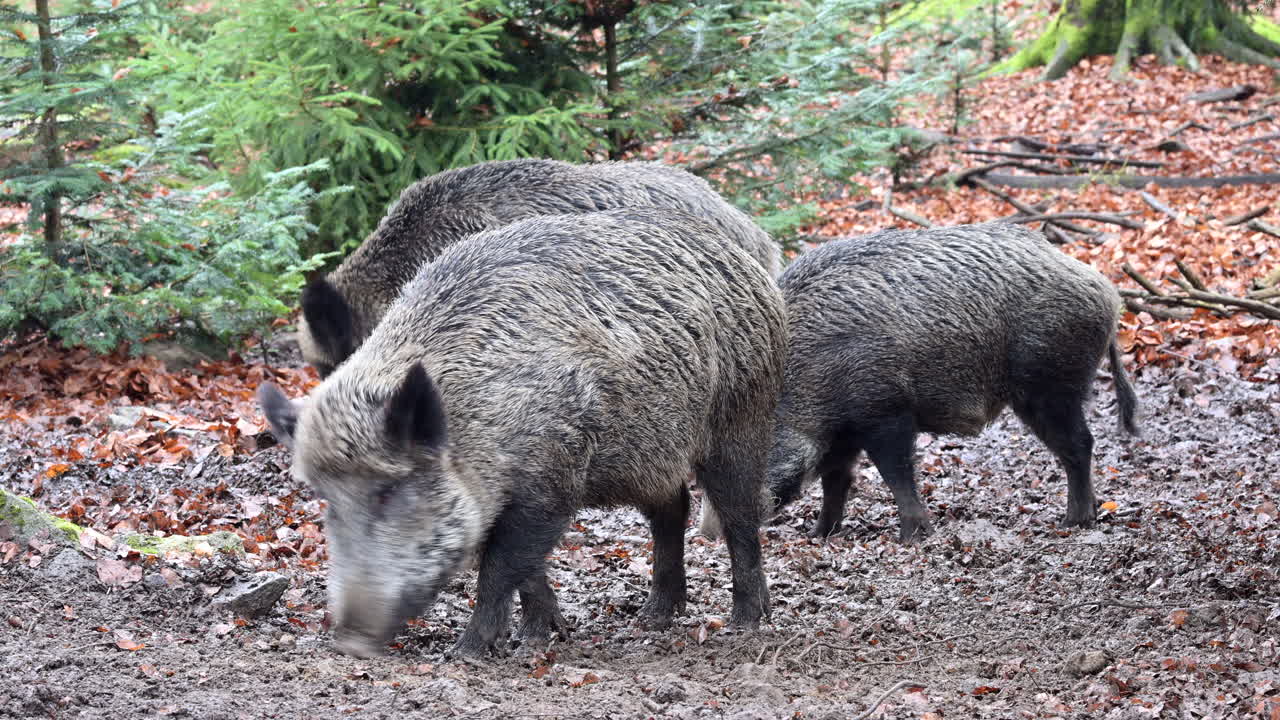 Wild boar (Sus scrofa) sounder rooting in muddy ground for food in winter forest