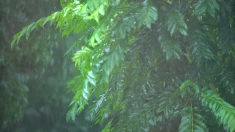 Rain of Meghalay in Forest or hilly areas
