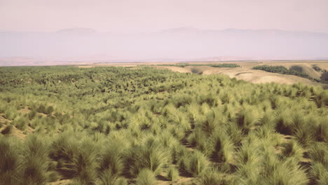Lush green landscape with rolling hills and distant mountains in serene light