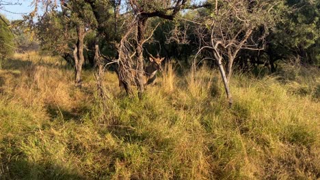 darted eland spiral-horned antelope walking clumsily through african savannah bush