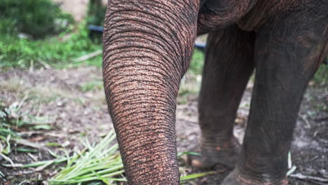 asian elephant picking palm leaves from ground with its trunk to eat