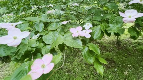 una sartén de flores de dogwood rosa estelar