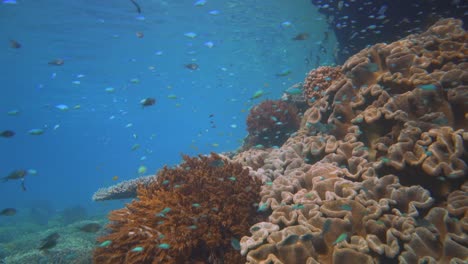 acercándose a un acantilado lleno de coral bajo el agua con muchos peces de arrecife que viven en el arrecife de coral debajo