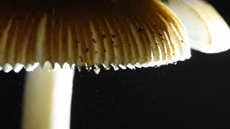 spores raining down from a mushroom - amanita vaginata the "tawny grisette