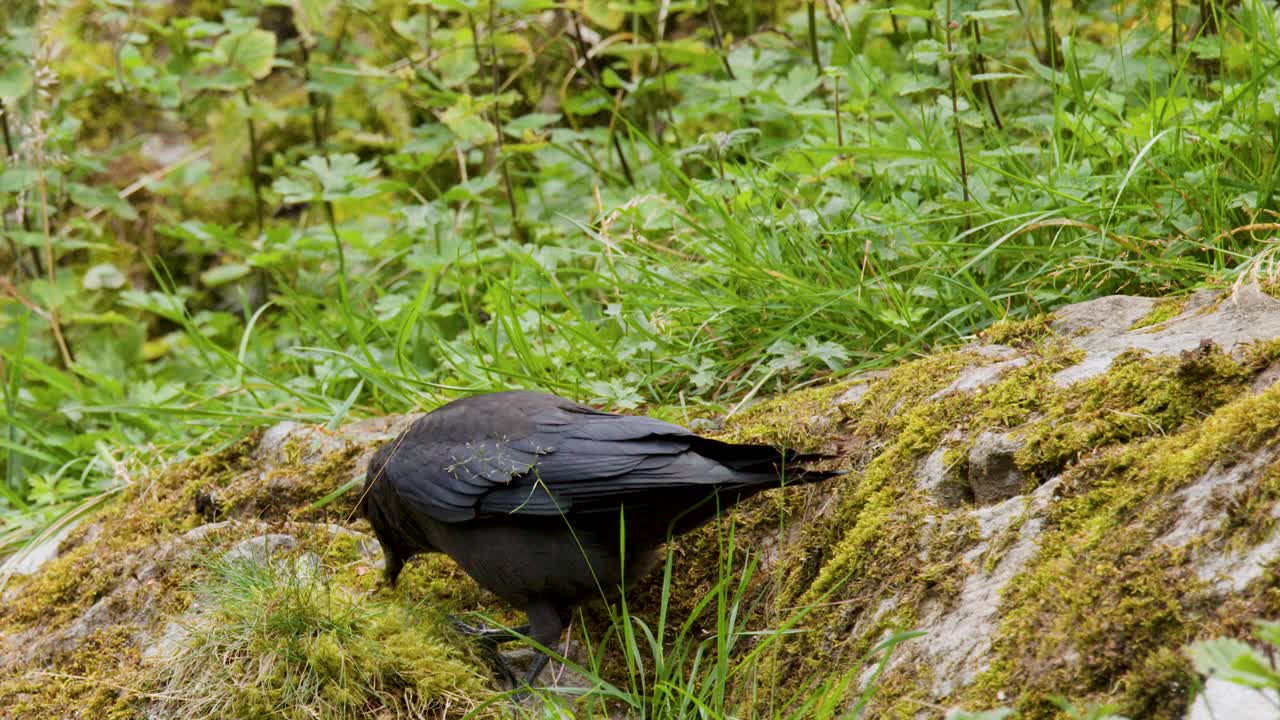 Black crow searches for food on moss-covered rocks in daylight, surrounded by lush green vegetation