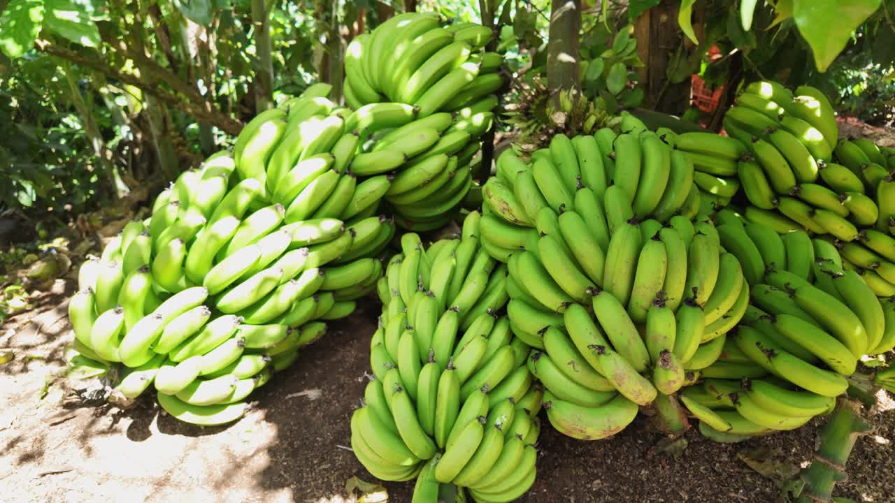 Close-up of green plantains freshly harvested in a Dominican field, placed on the ground. Sunlight filters through the shadows, showcasing the vibrant tropical farming atmosphere of rural life.