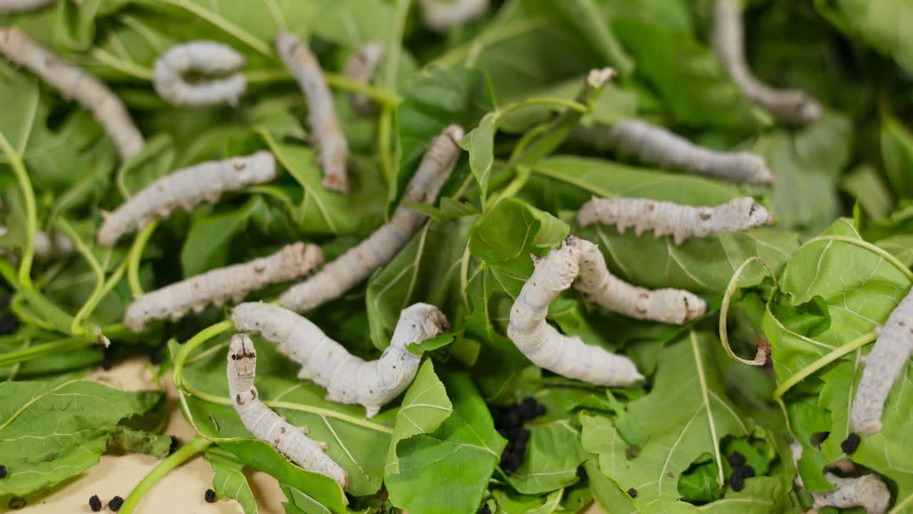 Close-up view of silkworms