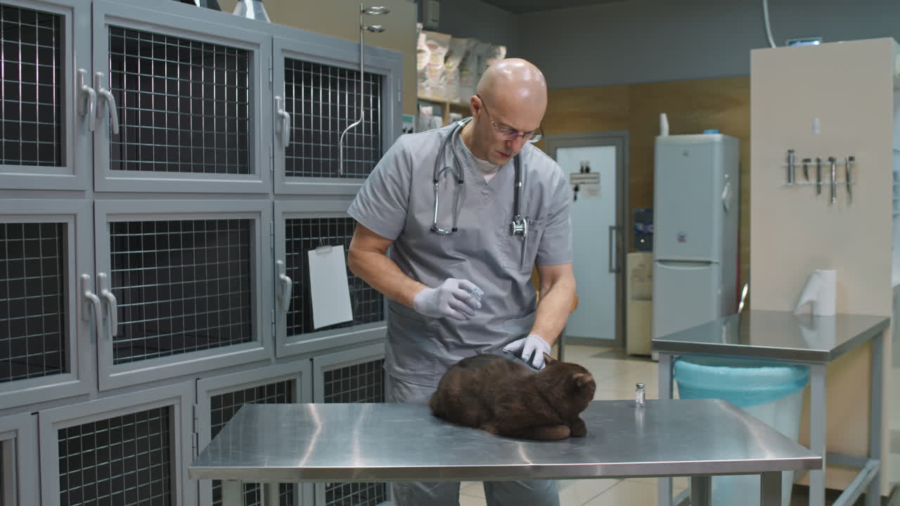 Veterinarian Giving Injection To Cat