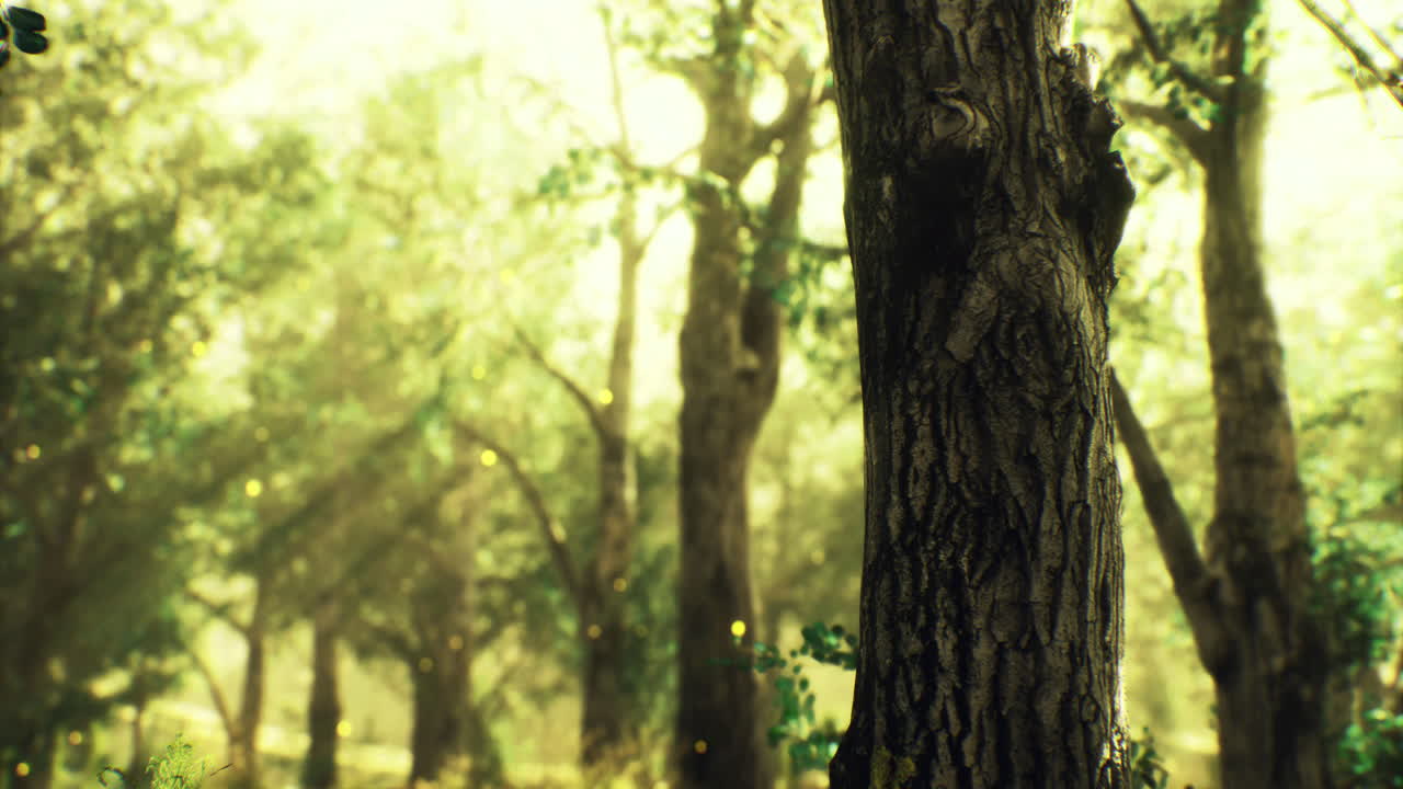 Forest landscape with sunlight filtering through green leaves from trees