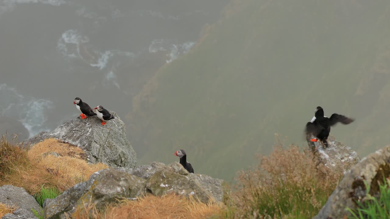 Puffins on a Rocky Cliff