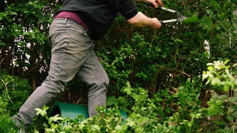 gardener trimming hedges in garden with shears medium shot 4k slow motion