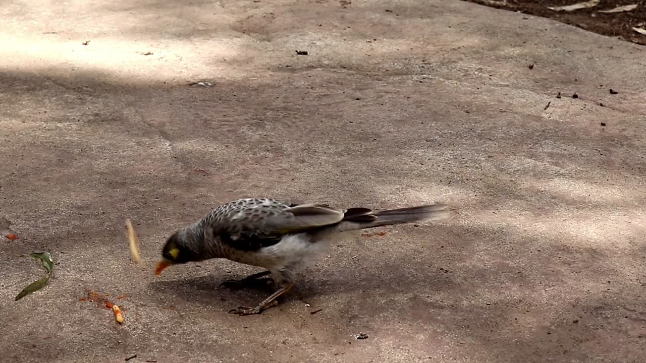 스파게티를 먹는 토착 호주 새