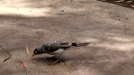 Native-Australian-Birds-Eating-Spaghetti