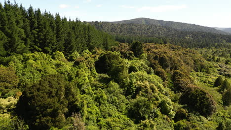 Drone-flight-over-Dunsdale-recreational-reserve-showing-verdant-vegetation