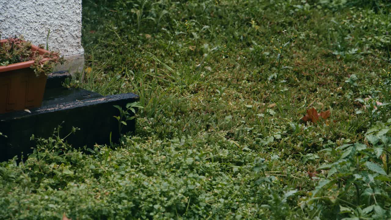 소나무와 덤불이 있는 가을비 아래 유럽의 나무와 꽃