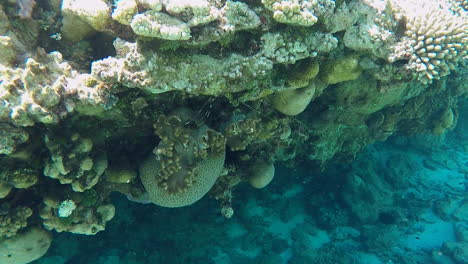 rock lobster antennae poking out of coral reef hole, handheld slomo