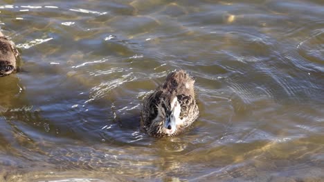 ducks explore and forage in shallow, rippling water, showcasing natural behavior and interaction.