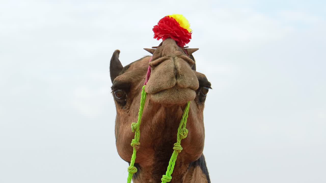 camellos en la feria de pushkar, también llamada feria de camellos de pushkar o localmente como kartik mela es una feria anual de varios días de ganado y cultural que se celebra en la ciudad de pushkar, rajasthan, india.