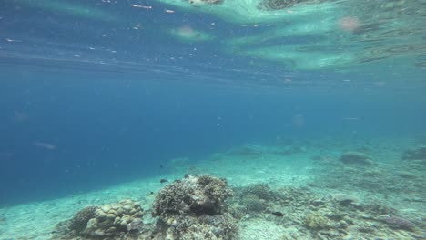 impresionante escena de arrecife de coral submarino