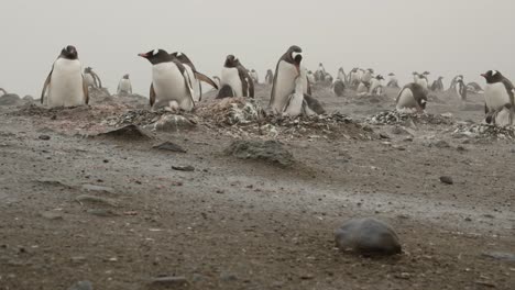 Camera-move-by-penguins-on-nest-with-young-chicks-and-eggs