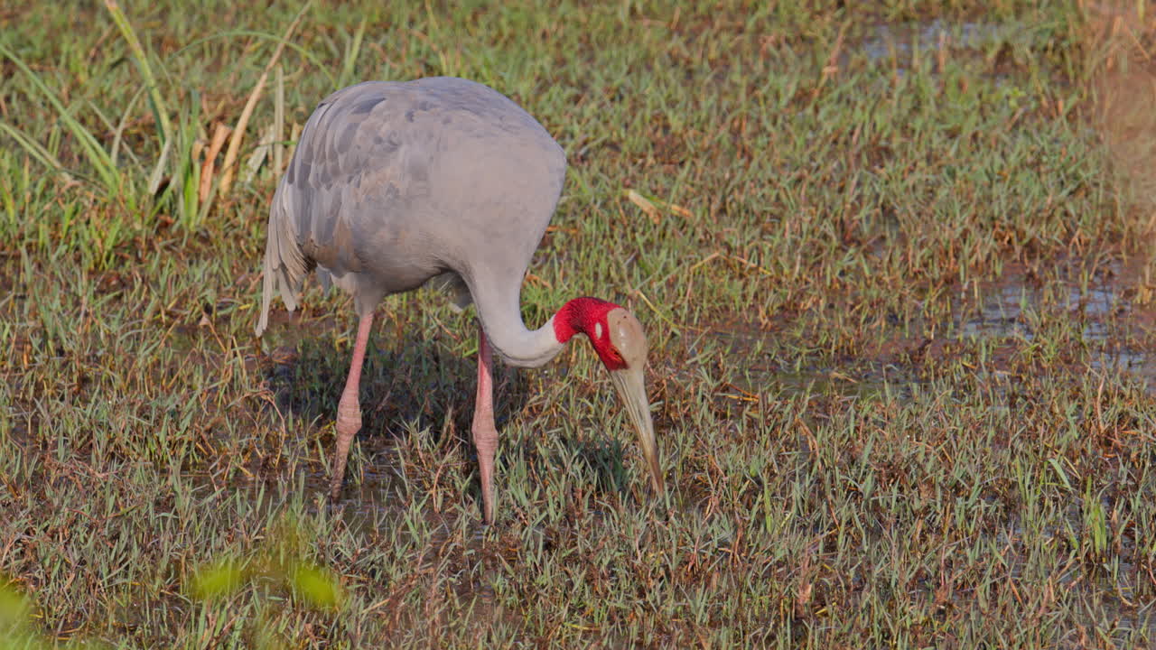 Gru sarus che si nutre vicino al bordo dell'acqua mostrando un comportamento naturale dell'uccello
