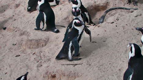 pingüinos lindos caricias | colonia de pingüinos africanos en la playa de ciudad del cabo, sudáfrica, playa de cantos rodados