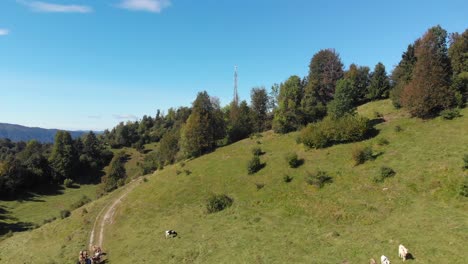 Drone-flies-above-cows-on-pasture-toward-transmitter-tower-on-top-of-mountain