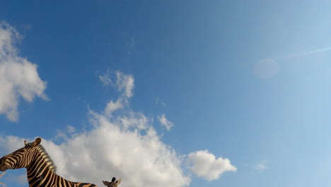 low angle ground pov shot of zebras agains blue sky, copy space