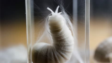 silkworm in a box