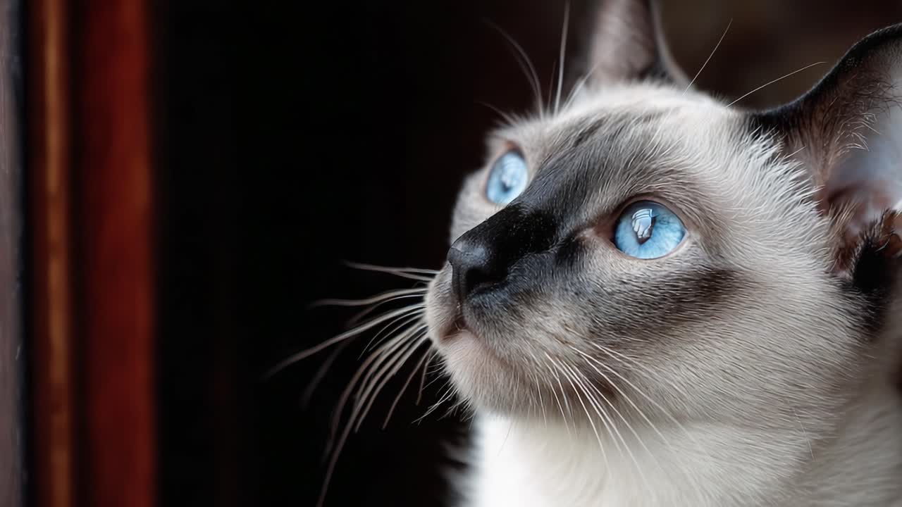 Un gatto siamese curioso che fissa intensamente fuori, con penetranti occhi blu che catturano la luce, evocando un senso di meraviglia ed esplorazione nella sua espressione