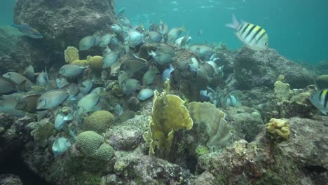 Ein-Schwarm-Doktorfische-Schwimmt-Voller-Energie-Umher,-Während-Sie-Zwischen-Den-Korallen-Im-Karibischen-Meer-Auf-Nahrungssuche-Gehen