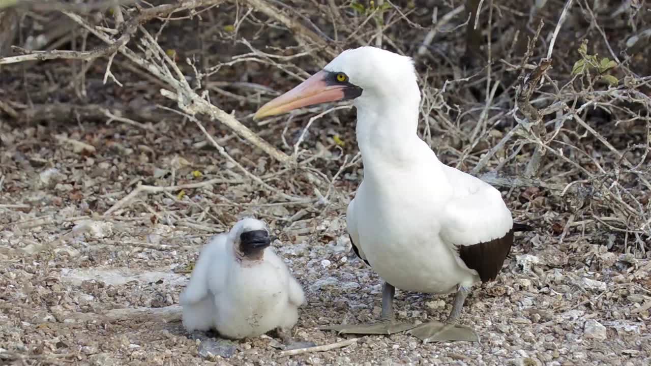 갈라파고스 국립공원 에콰도르의 제노베사 섬에서 병아리에게 먹이를 주는 나스카 부비