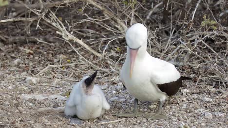 Nazca-Tölpel-Füttert-Ein-Küken-Auf-Der-Insel-Genovesa-Im-Galapagos-Nationalpark,-Ecuador