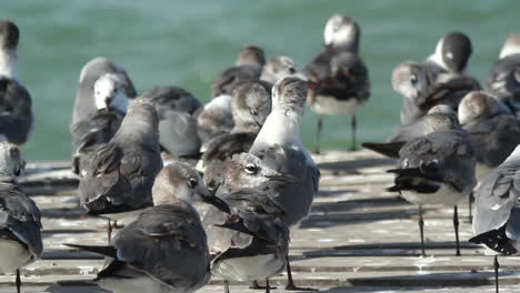 birds wildlife mexico