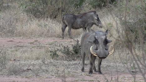 a male warthog with long tusks stands in the african wilderness with another smaller tusked male in the background