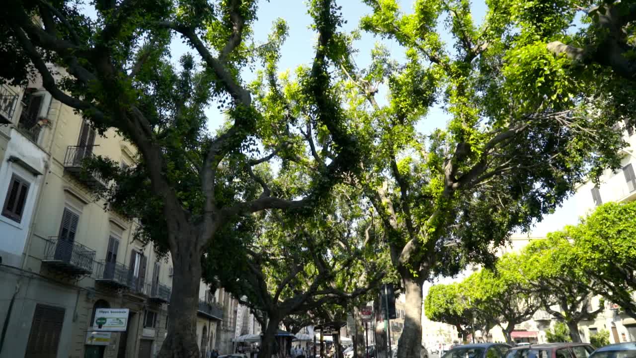 울창 한 나무 들 이 줄지어 있는 도시 거리