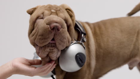 shar pei dog puppy wearing headphones with white background