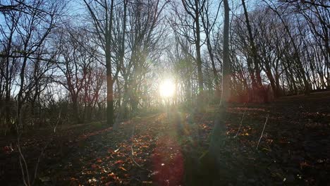 Fpv-drohne,-Die-Durch-Leuchtendes-Sonnenaufgang-herbstwaldlaub-Im-Naturpark-Fliegt